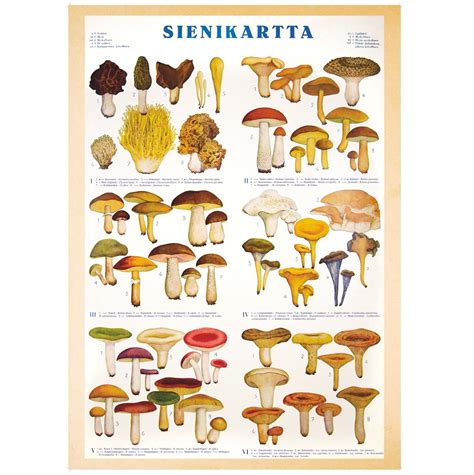 digoksiini myrkytys|Sieni.